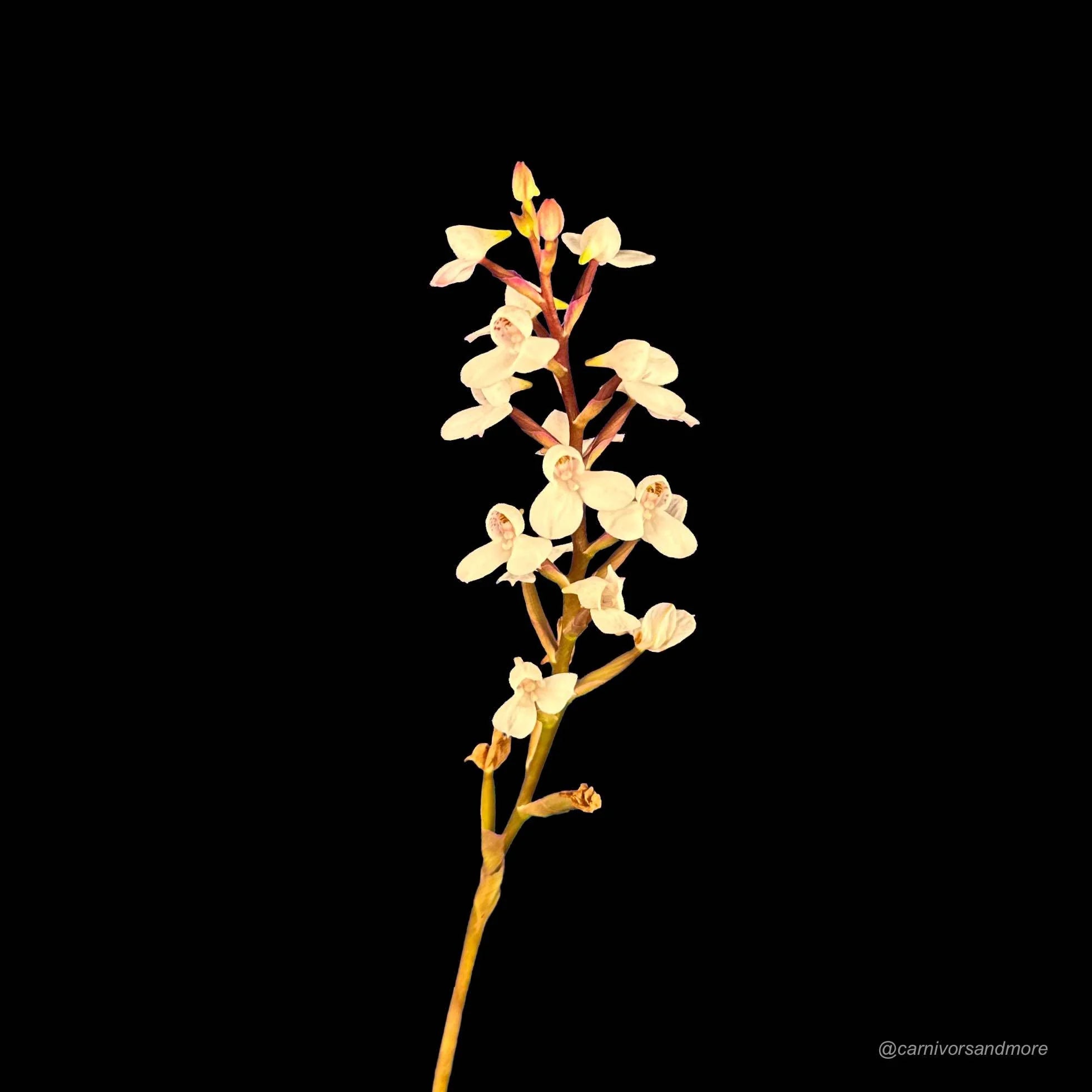 Disa tripetaloides Clone Nr. 1 大森食虫植物農園