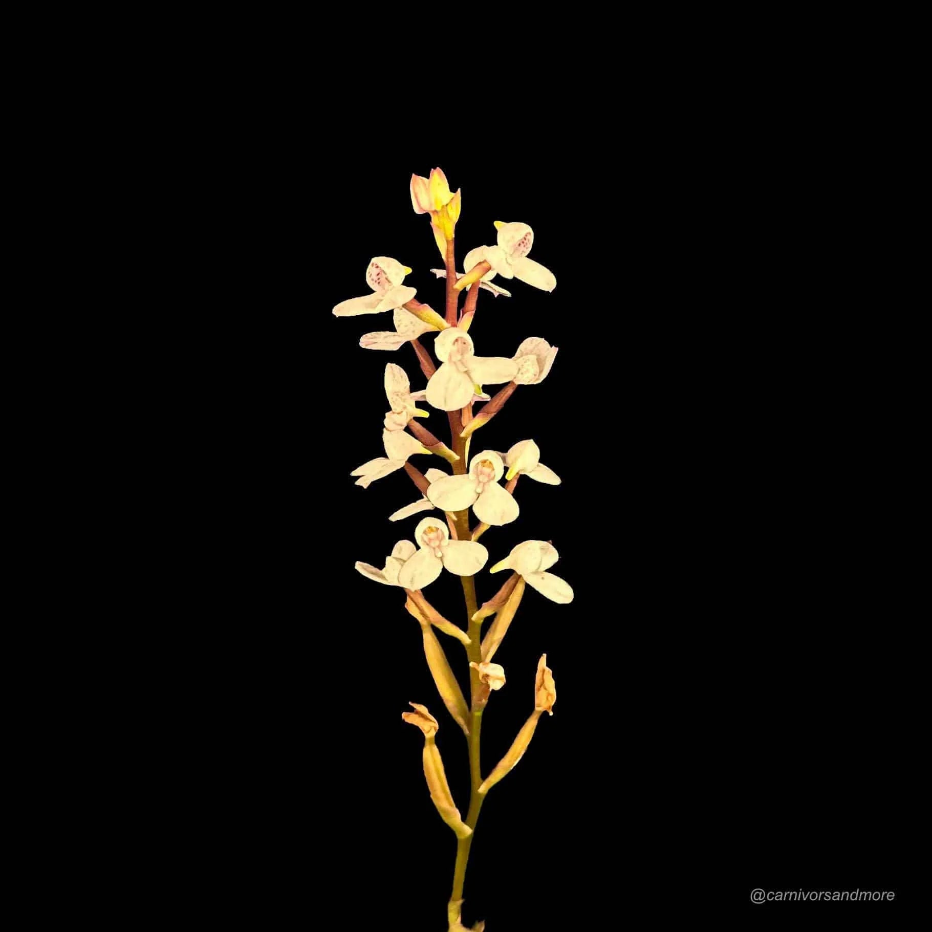 Disa tripetaloides Clone Nr. 3 大森食虫植物農園
