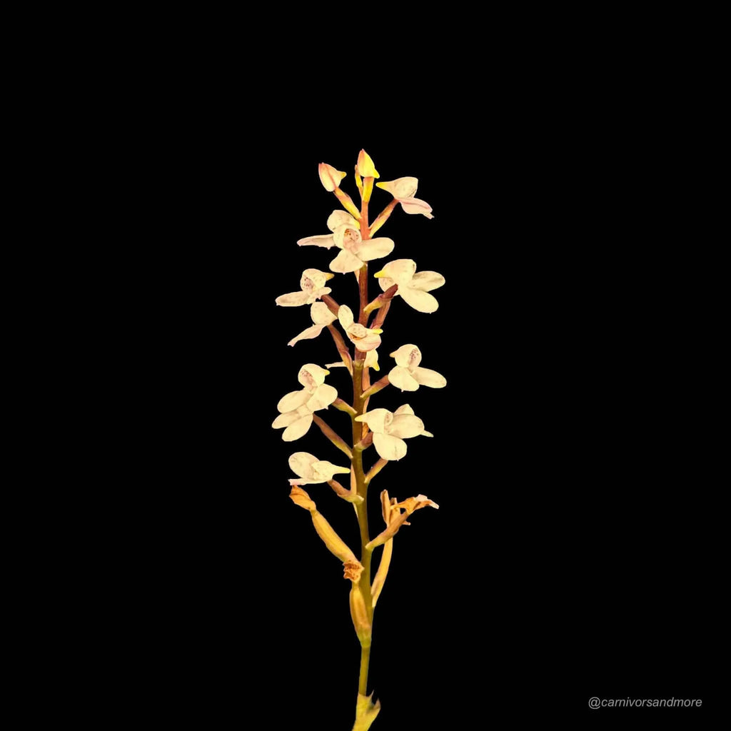 Disa tripetaloides Clone Nr. 3 大森食虫植物農園