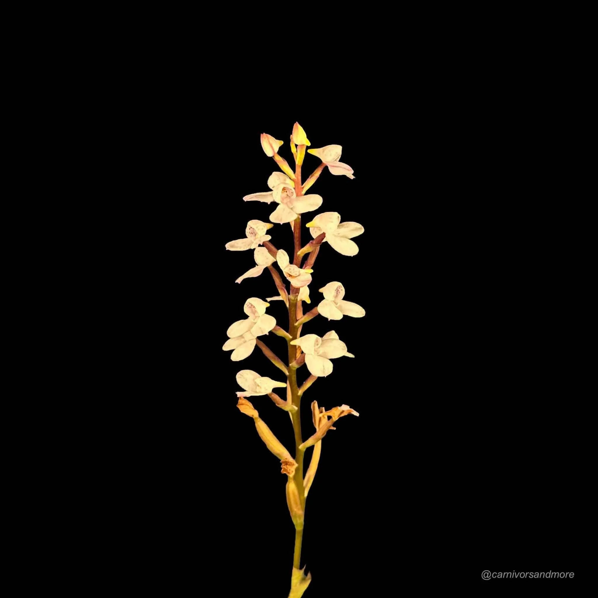 Disa tripetaloides Clone Nr. 3 大森食虫植物農園