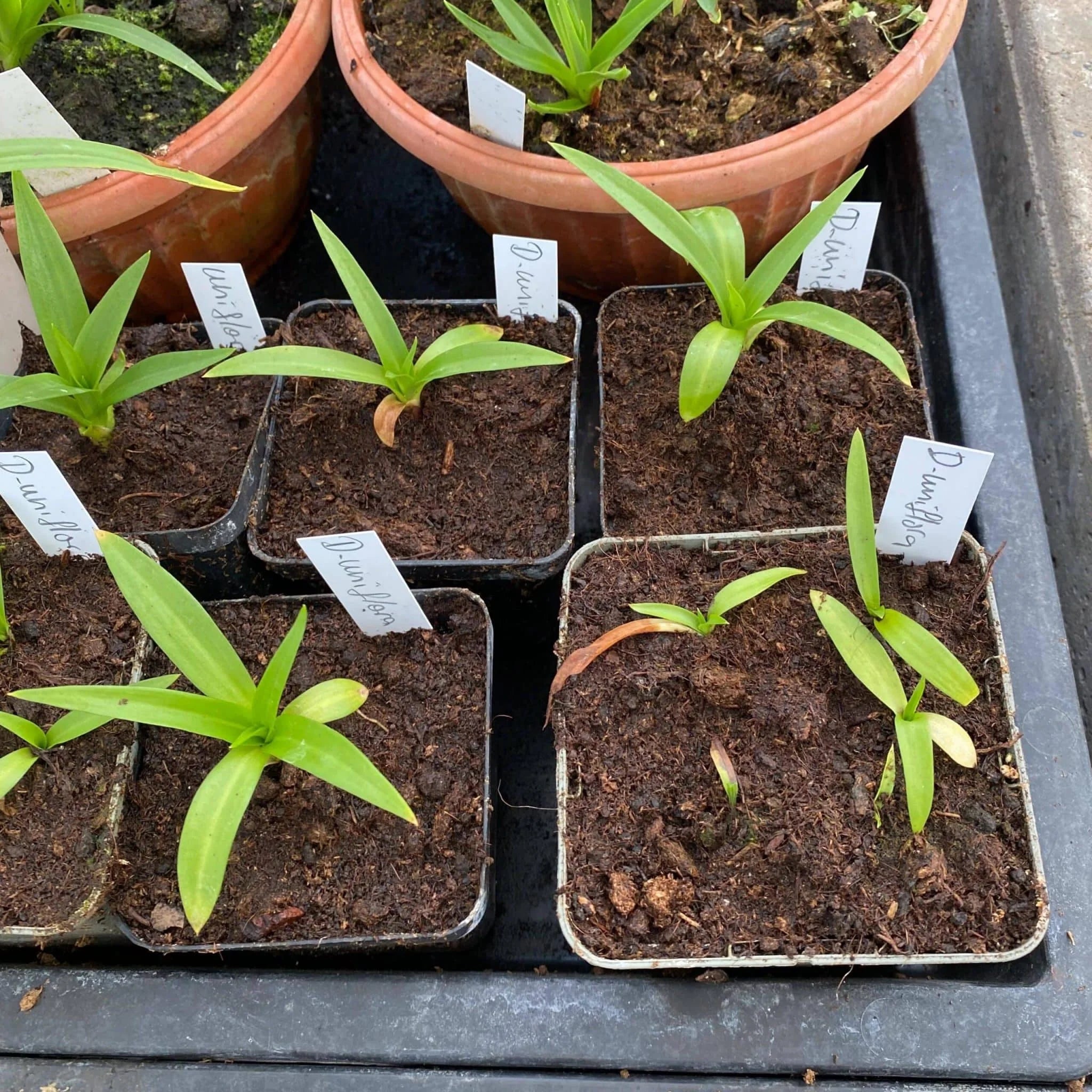 Disa uniflora 大森食虫植物農園
