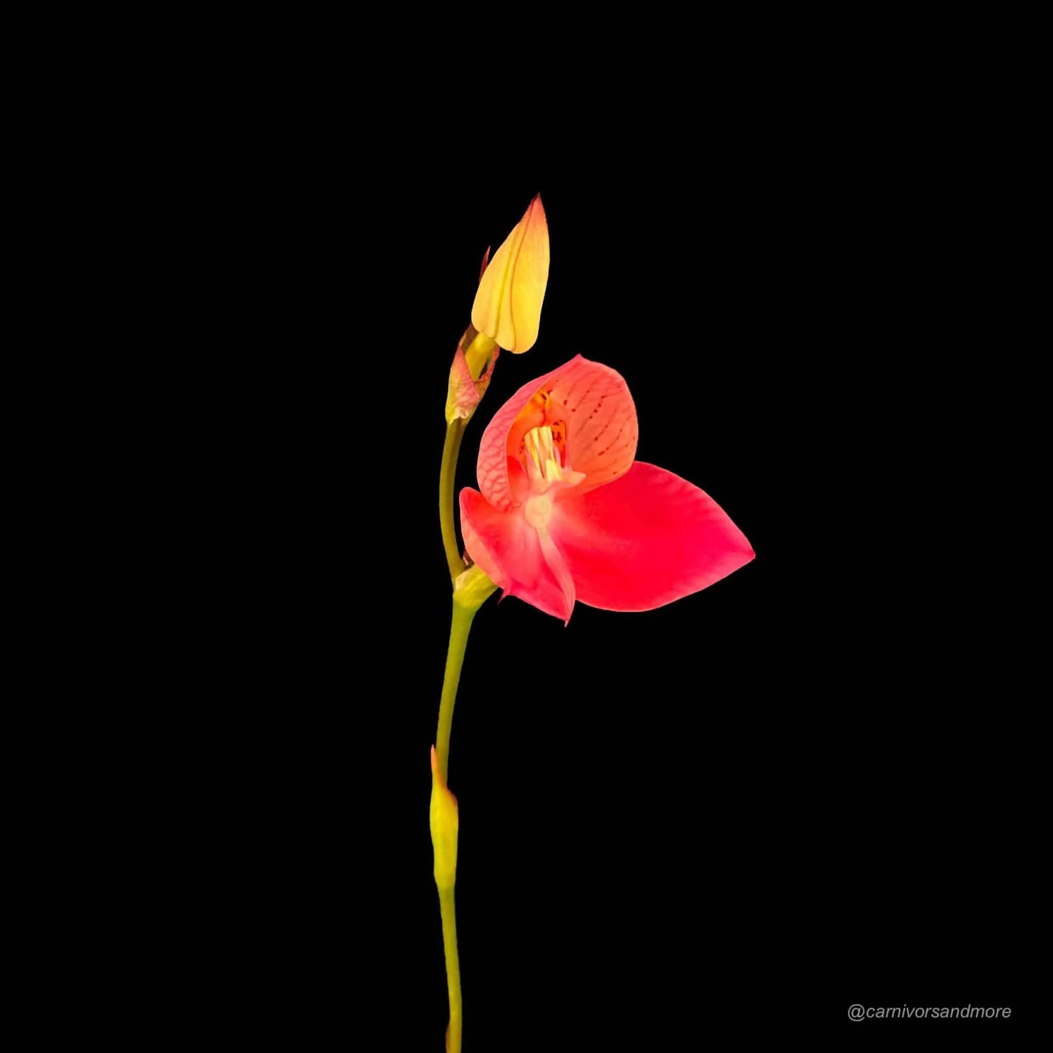 Disa x Kewdior 大森食虫植物農園
