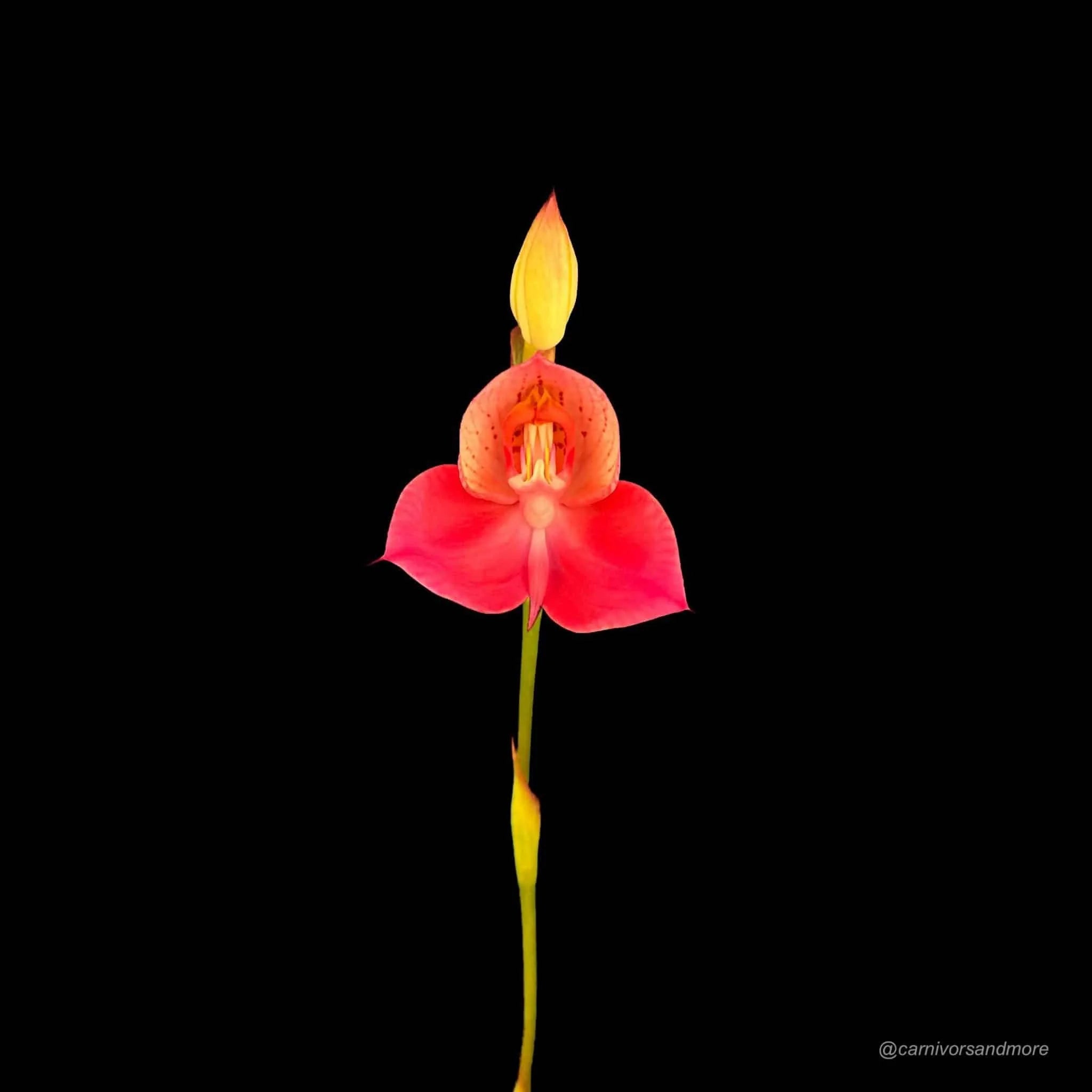 Disa x Kewdior 大森食虫植物農園