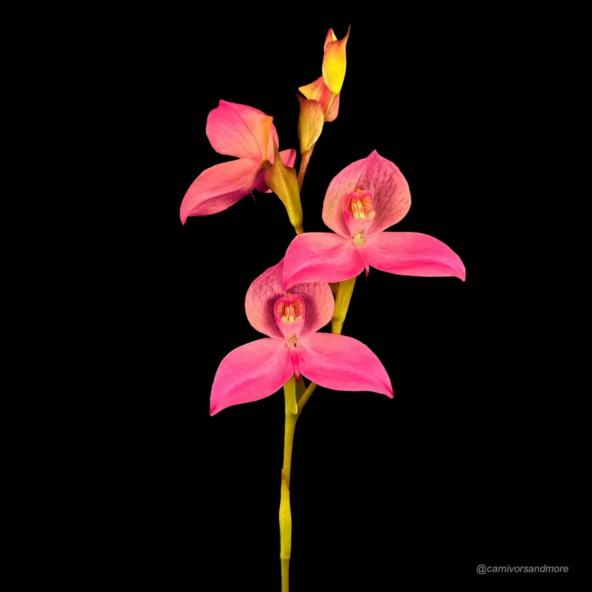 Disa x Veitchii 大森食虫植物農園