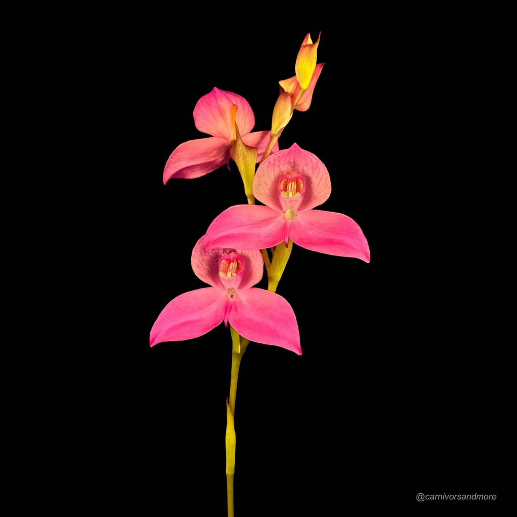 Disa x Veitchii 大森食虫植物農園