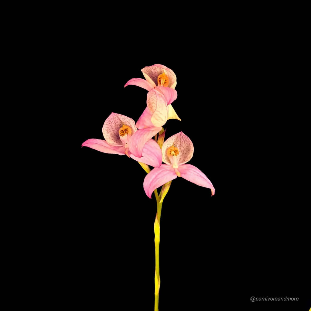 Disa x “Collette Cywes blush“ 大森食虫植物農園