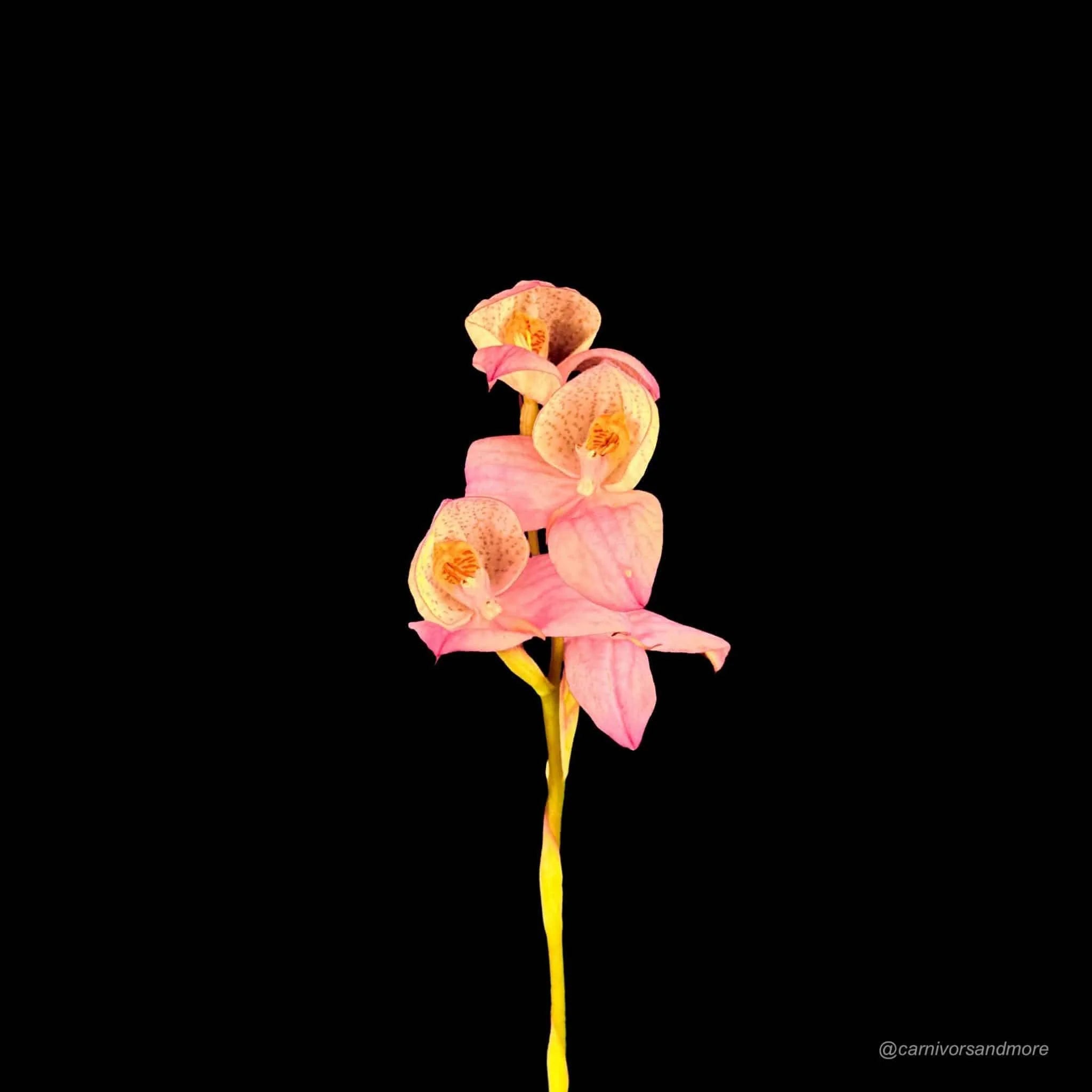 Disa x „Collette Cywes blush“ 大森食虫植物農園