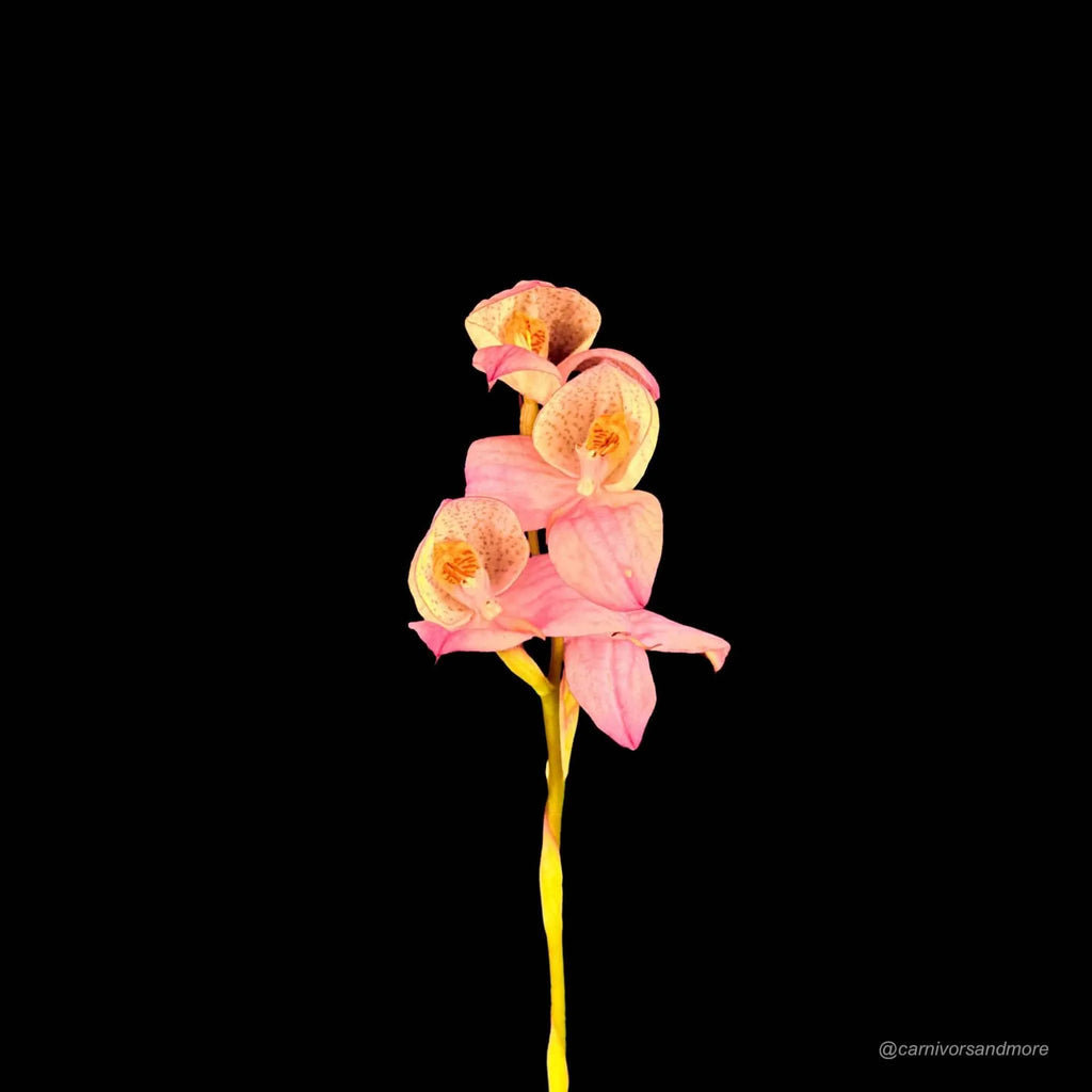 Disa x “Collette Cywes blush“ 大森食虫植物農園