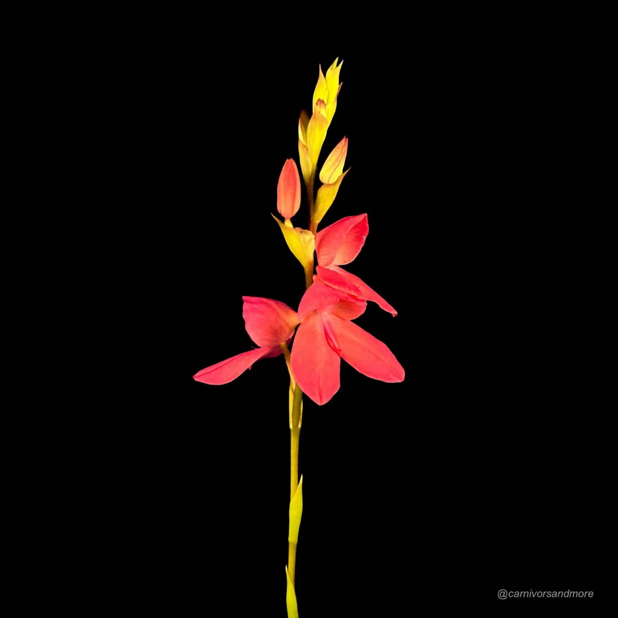 Disa x „Diores“ 大森食虫植物農園