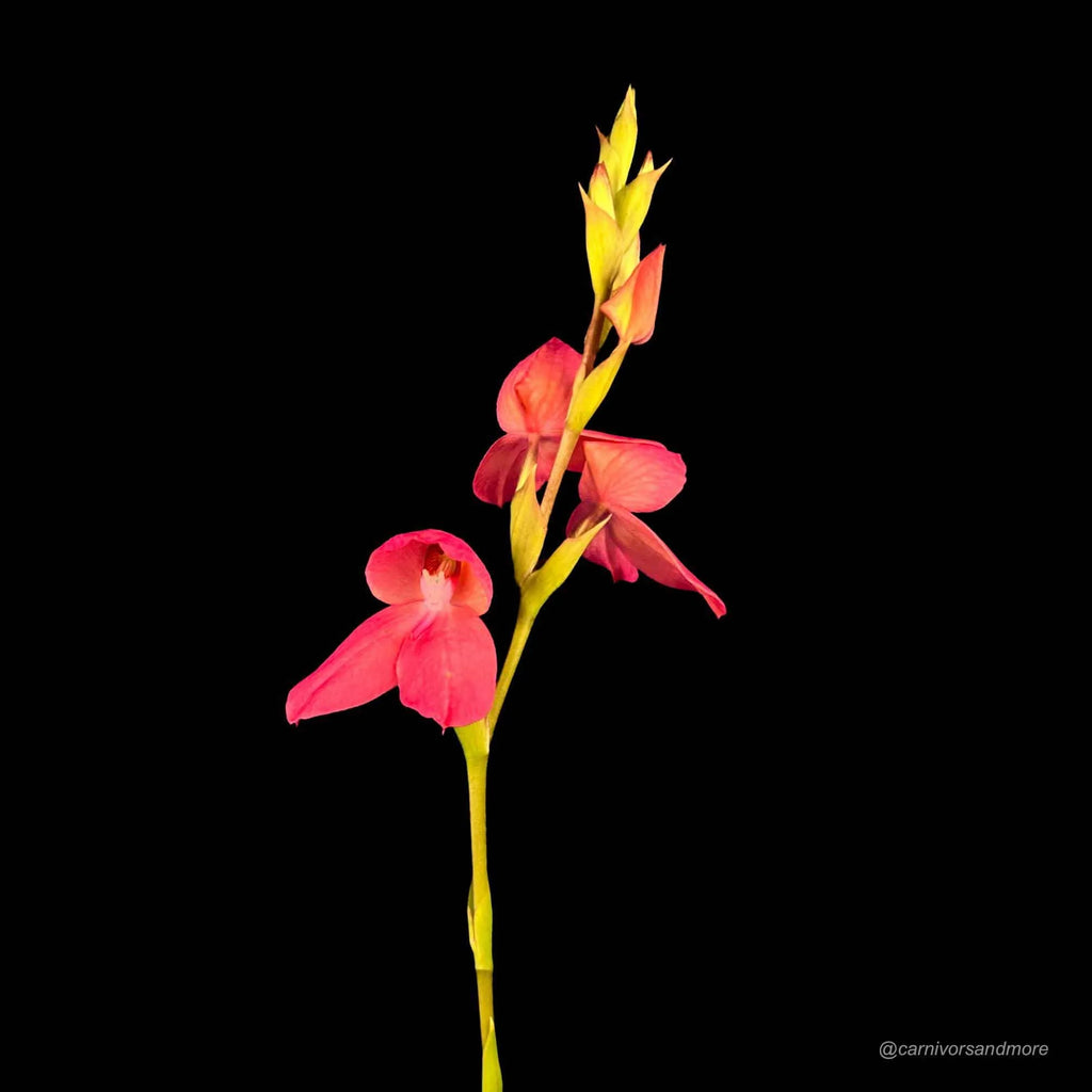 Disa x „Diores“ 大森食虫植物農園