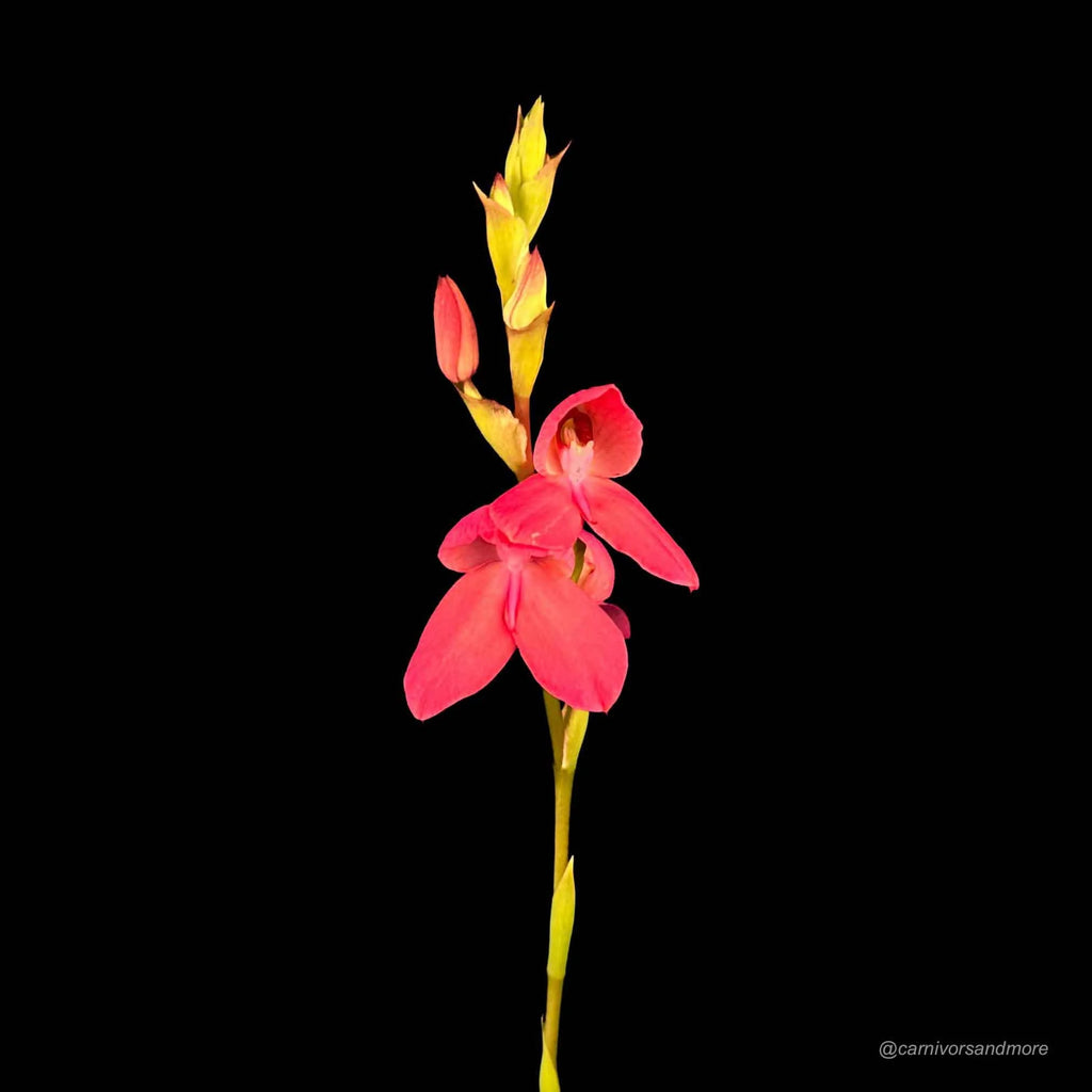 Disa x „Diores“ 大森食虫植物農園