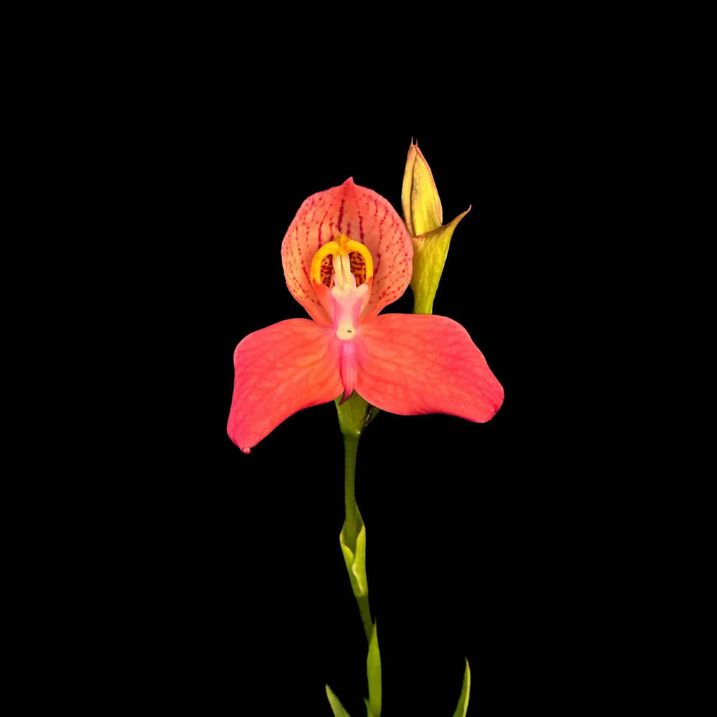 Disa x „Inca Warrior“ 大森食虫植物農園