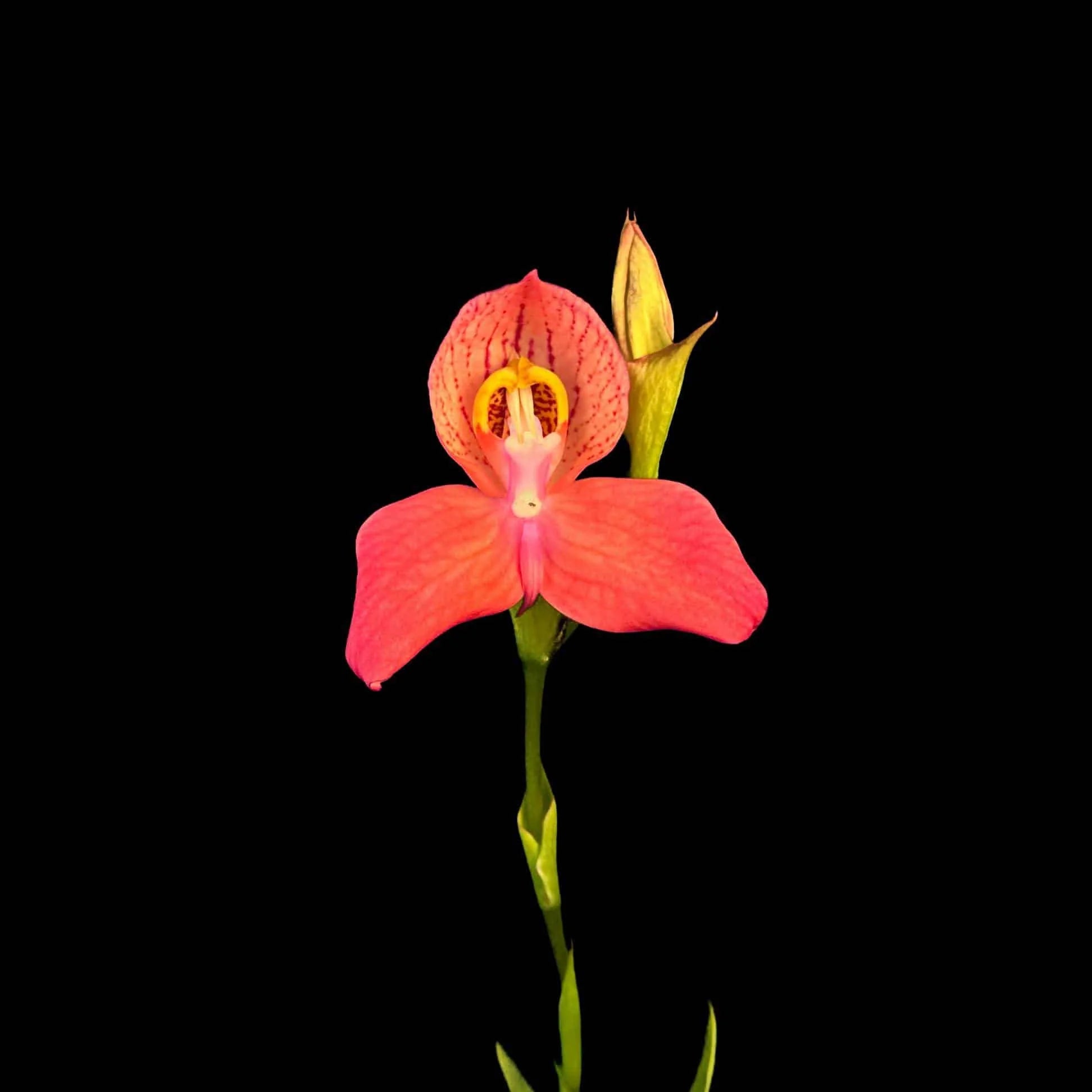 Disa x „Inca Warrior“ 大森食虫植物農園