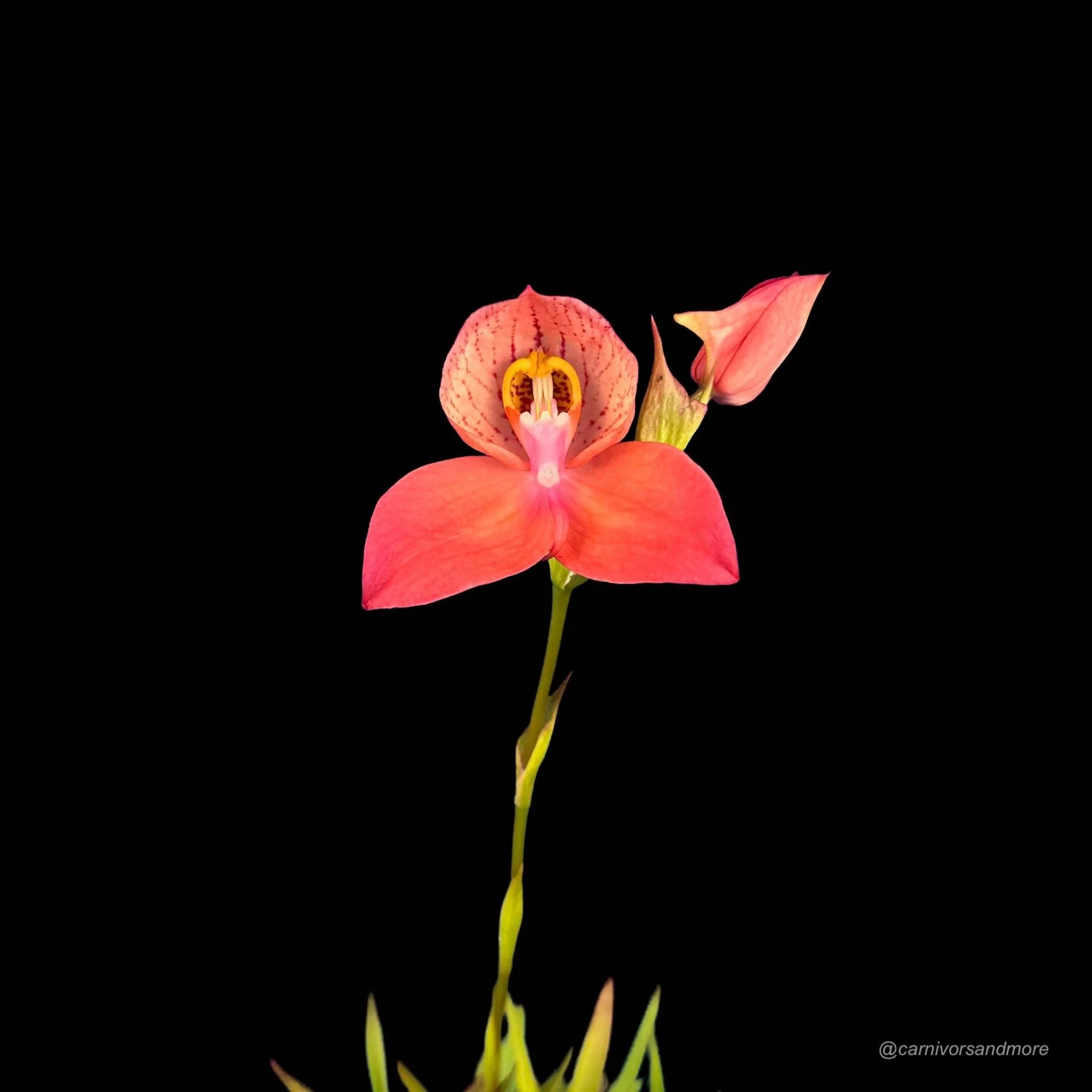 Disa x “Inca Warrior“ 大森食虫植物農園