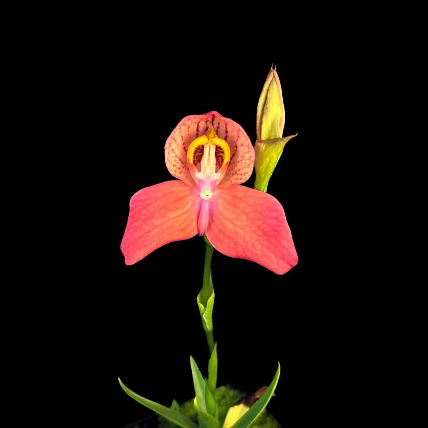 Disa x „Inca Warrior“ 大森食虫植物農園