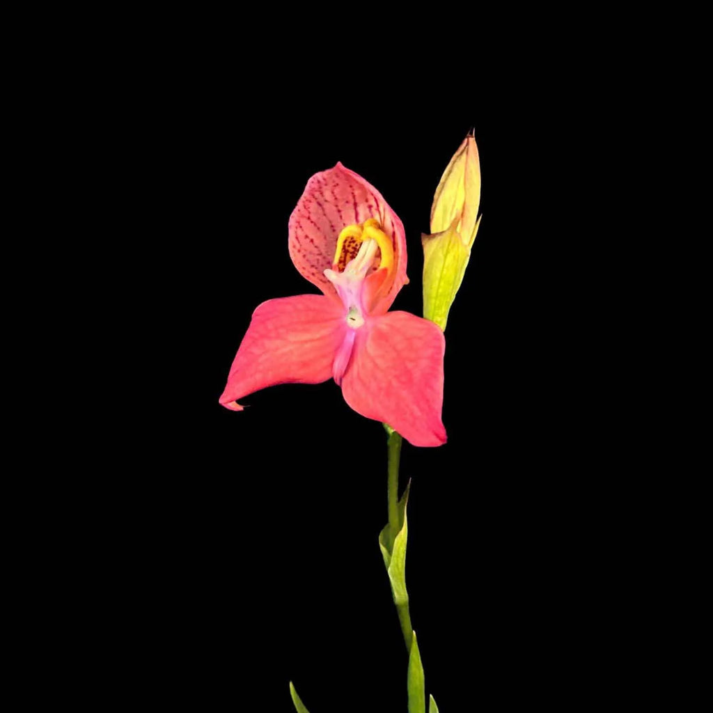 Disa x “Inca Warrior“ 大森食虫植物農園