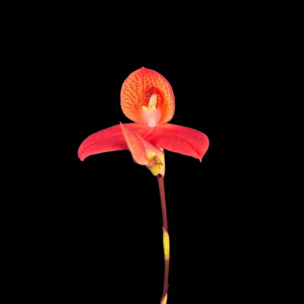 Disa x „Reheat“ 大森食虫植物農園