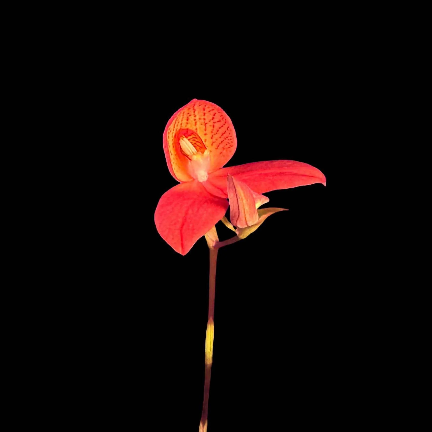 Disa x „Reheat“ 大森食虫植物農園