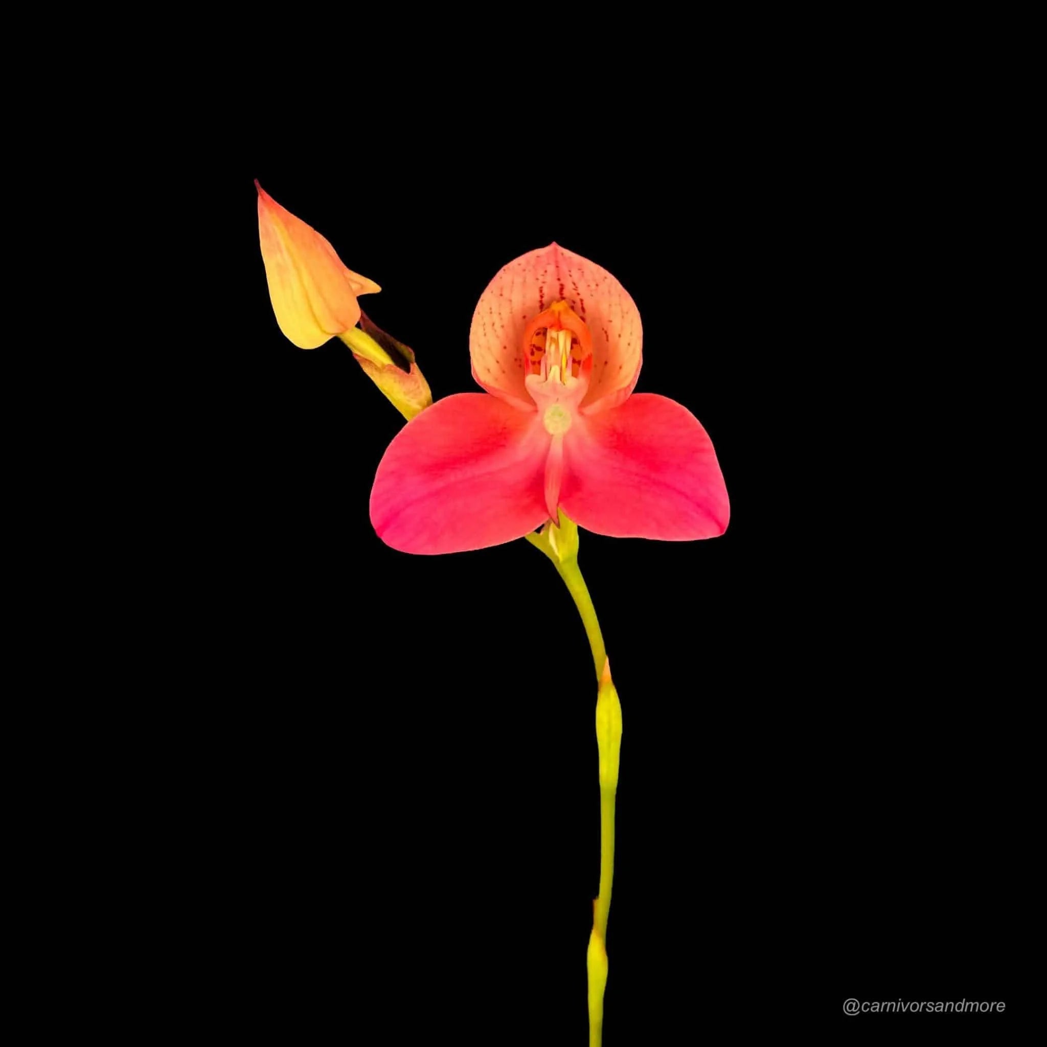 Disa x „Rosy Face“ 大森食虫植物農園