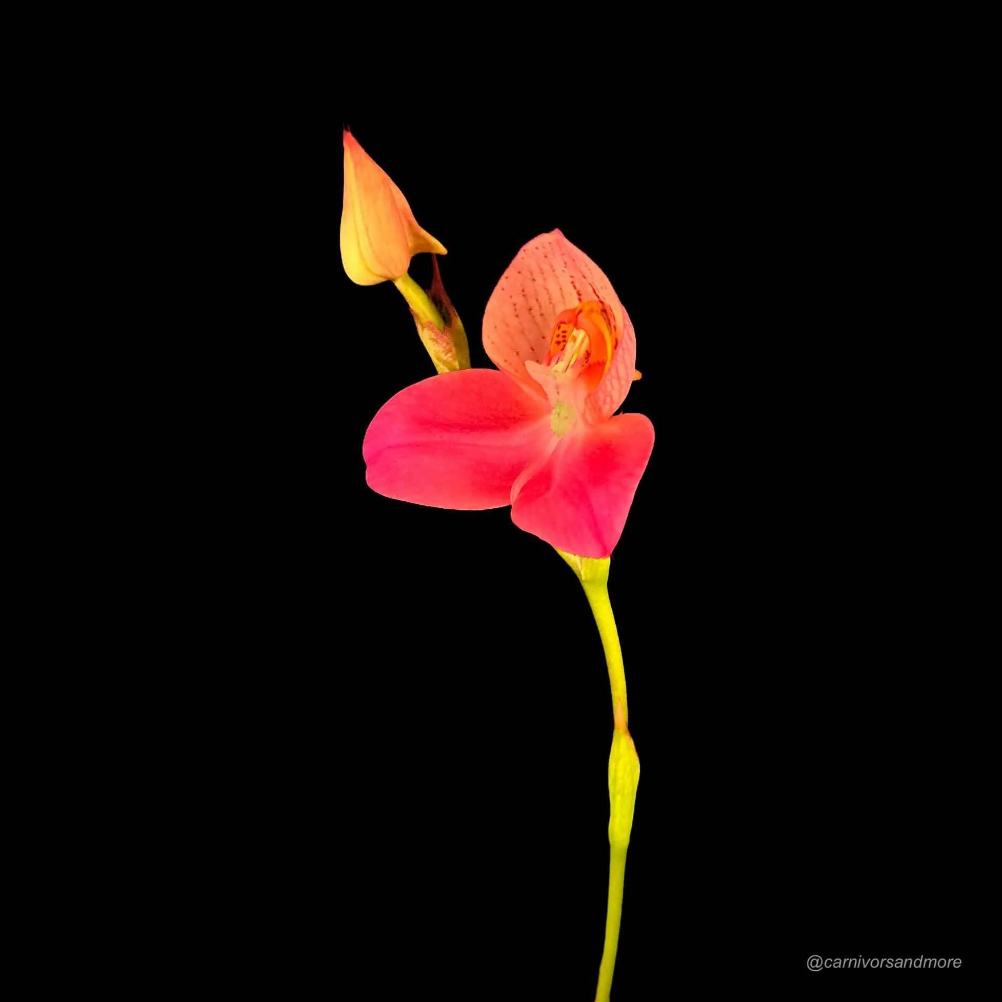 Disa x „Rosy Face“ 大森食虫植物農園