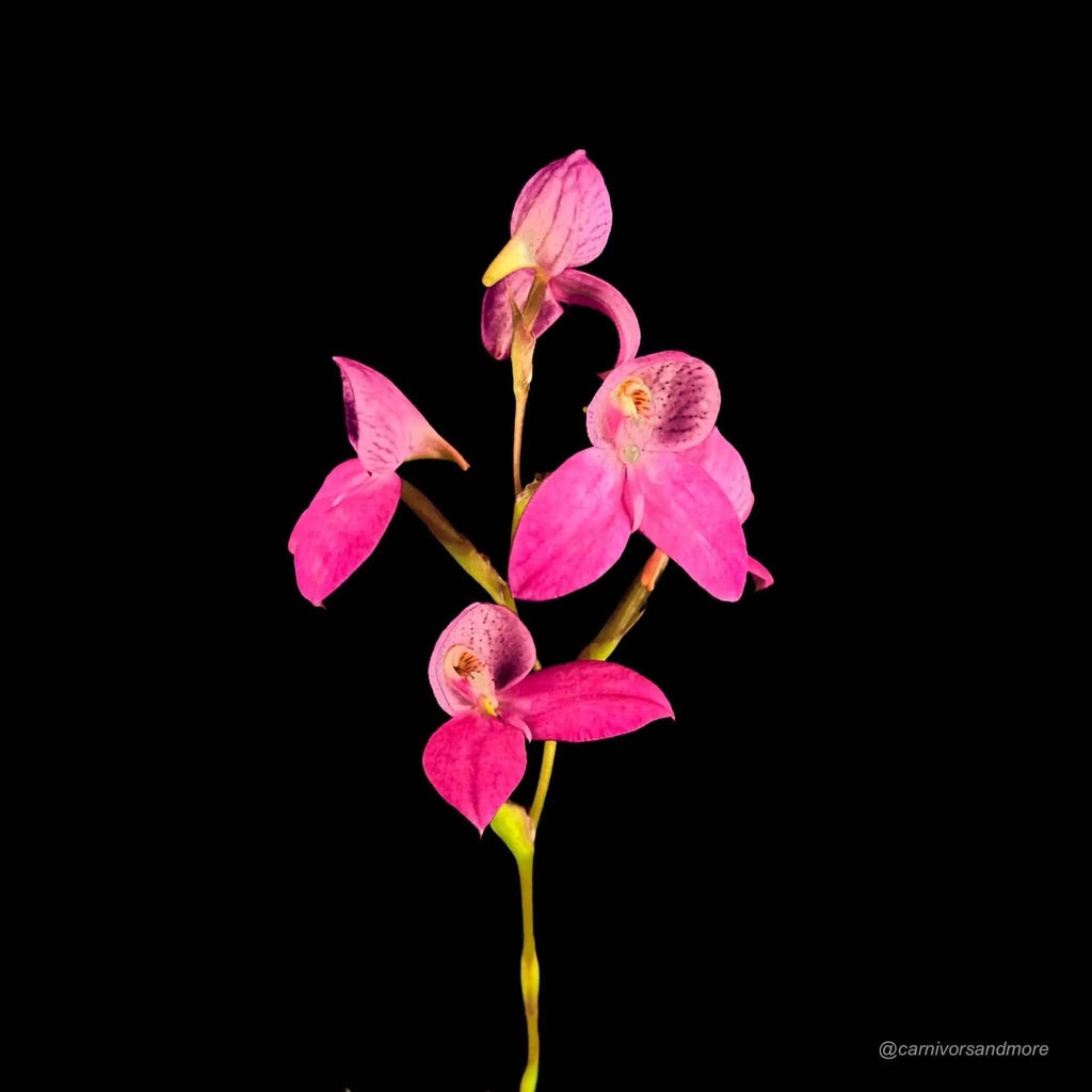 Disa x kewensis „May“ 大森食虫植物農園
