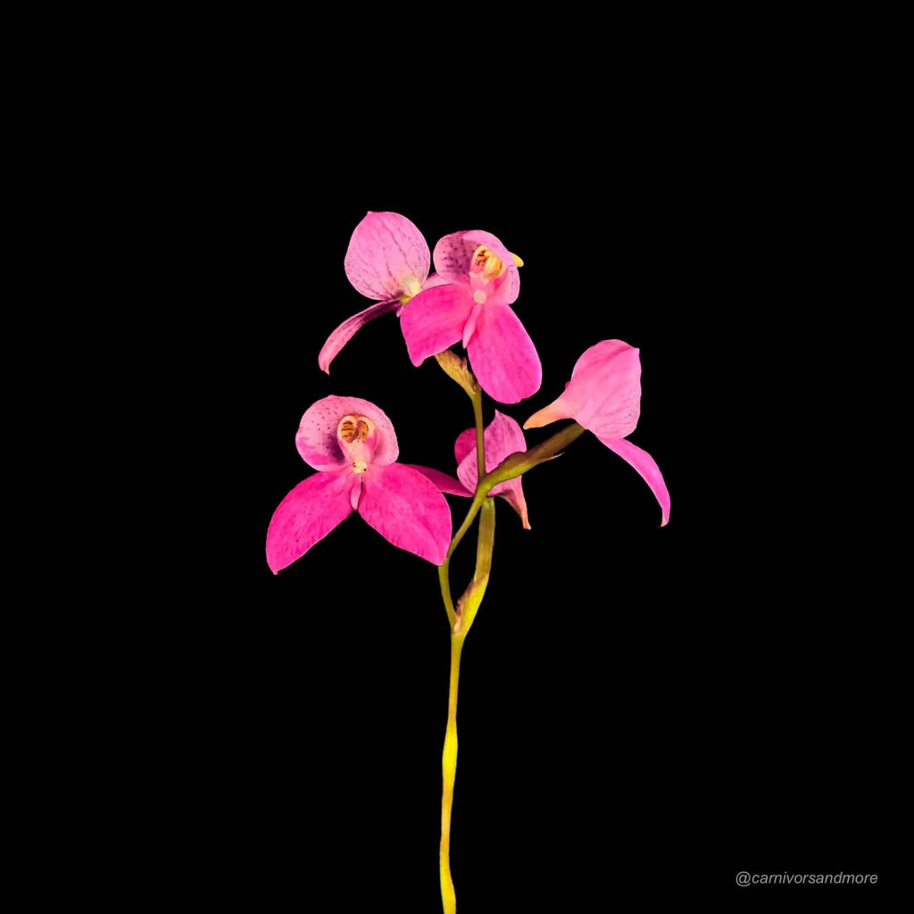 Disa x kewensis „May“ 大森食虫植物農園