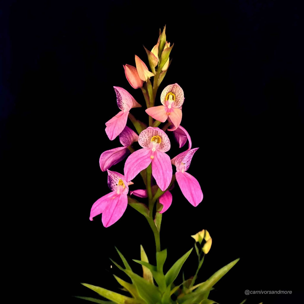 Disa x watsonii „Candy“ﾠ 大森食虫植物農園