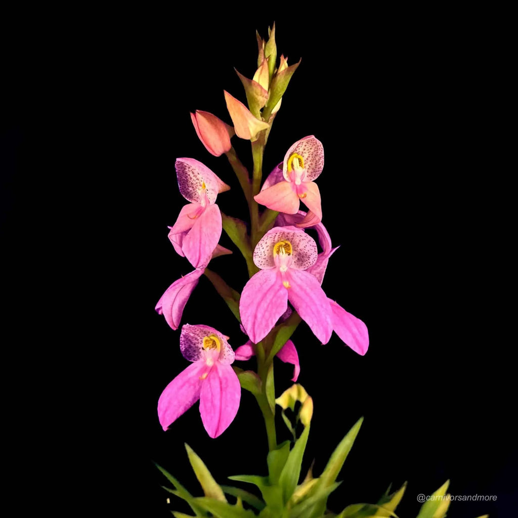 Disa x watsonii „Candy“ﾠ 大森食虫植物農園