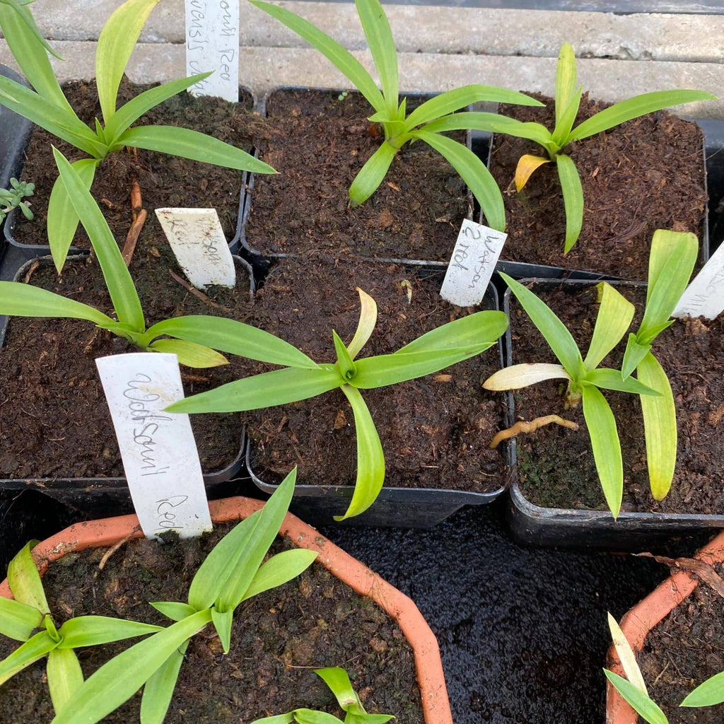 Disa x watsonii “Red“ 大森食虫植物農園
