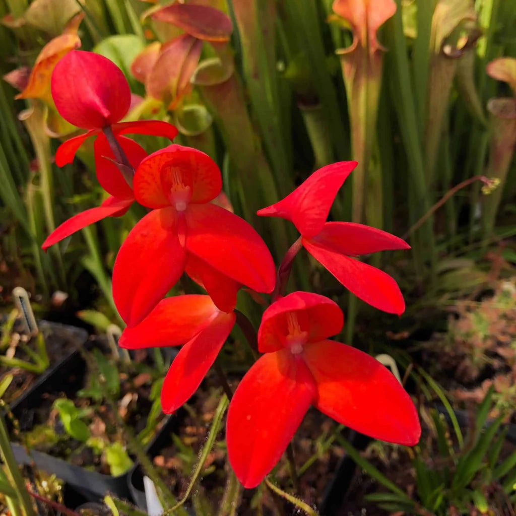 Disa x watsonii „Red“ﾠ 大森食虫植物農園