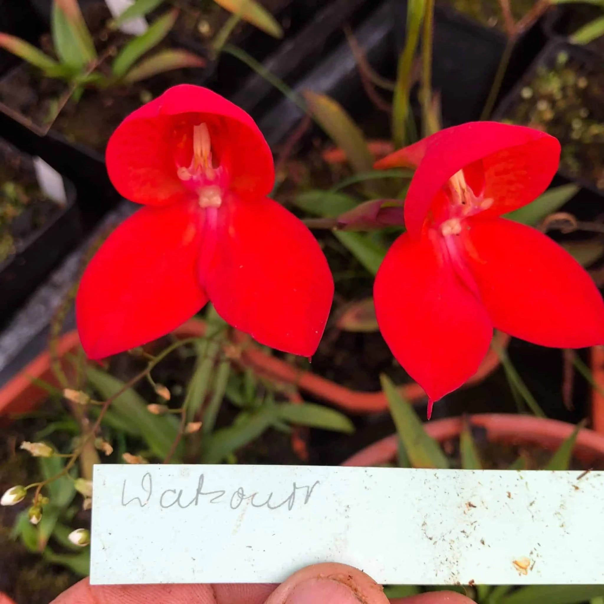 Disa x watsonii „Red“ﾠ 大森食虫植物農園