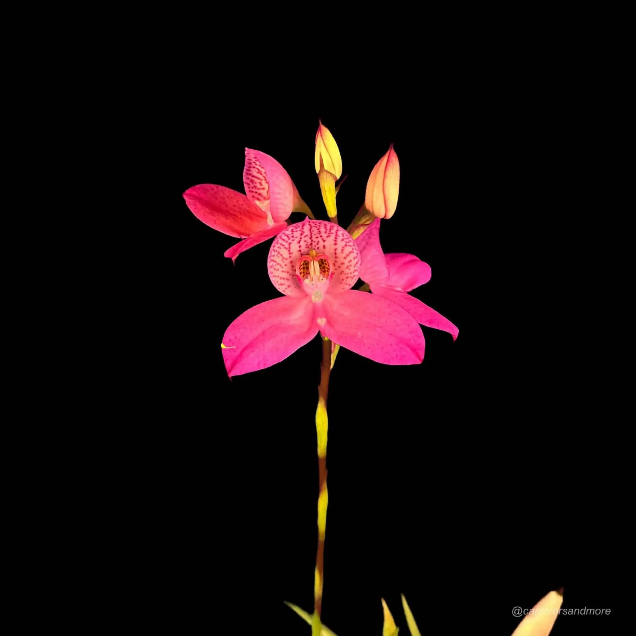 Disa x watsonii „Sandra“ 大森食虫植物農園
