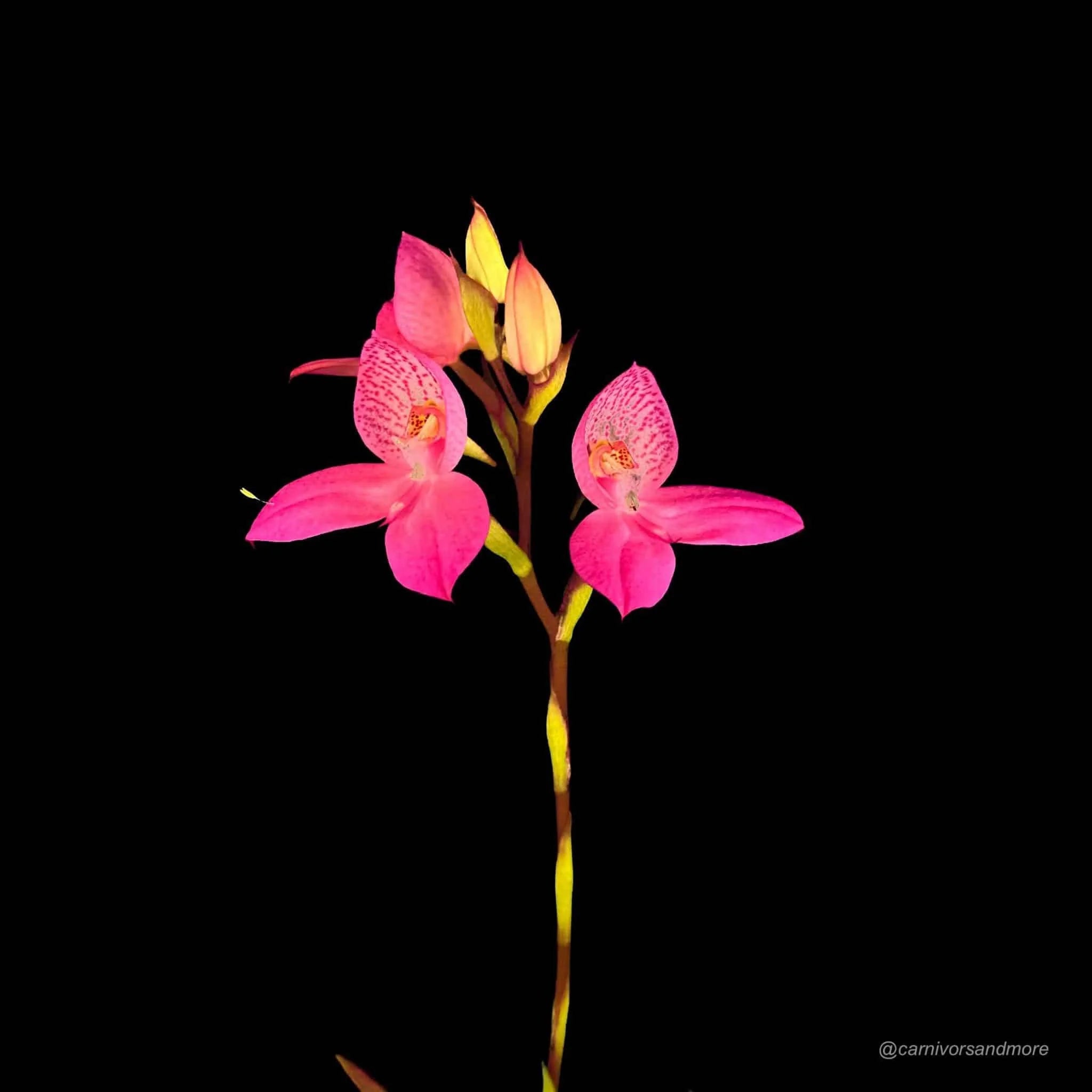 Disa x watsonii “Sandra“ 大森食虫植物農園