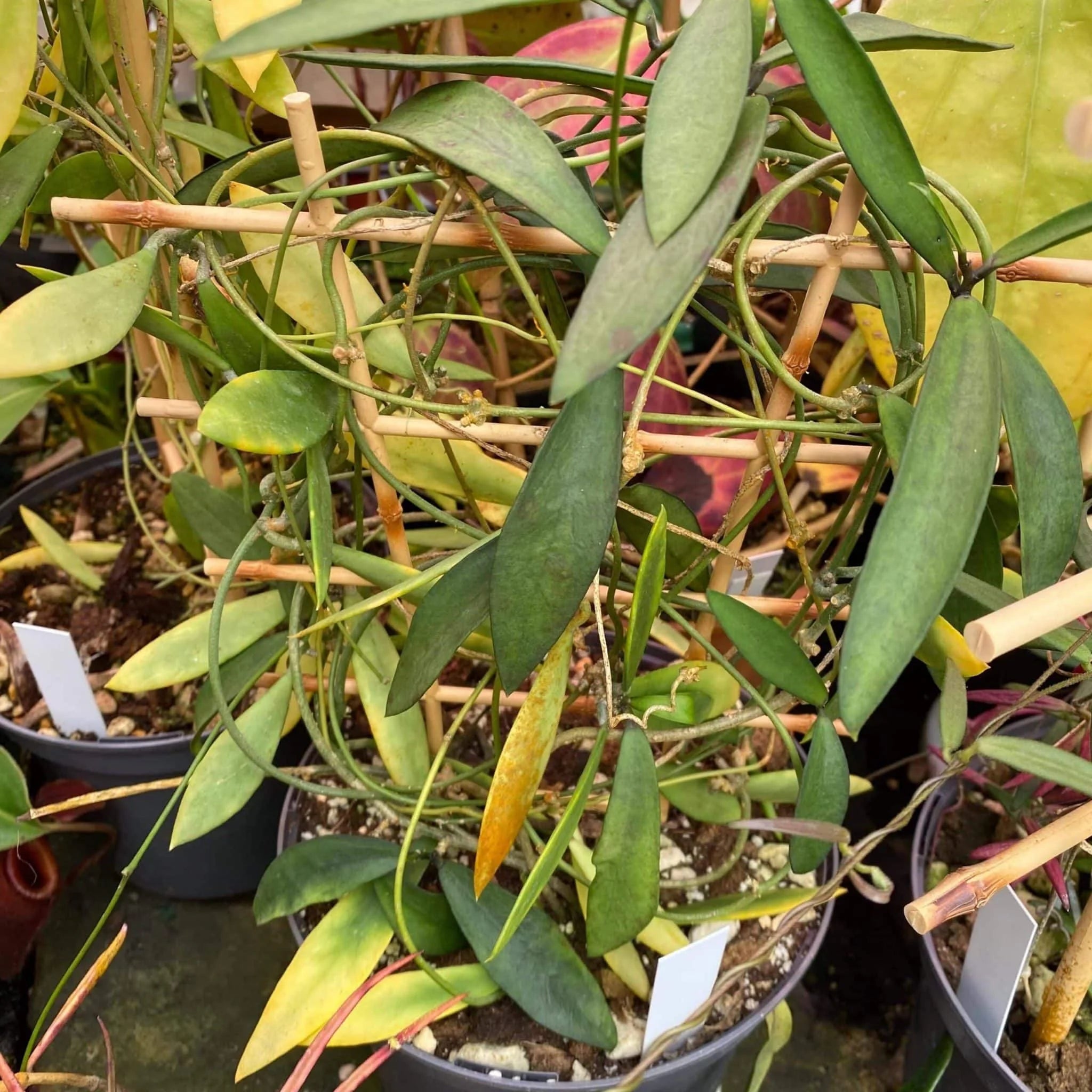 Dischidia acutifolia 大森食虫植物農園