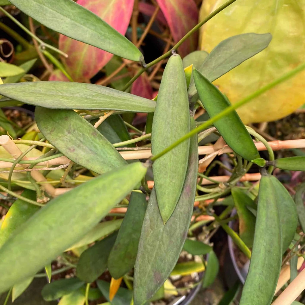 Dischidia acutifolia 大森食虫植物農園
