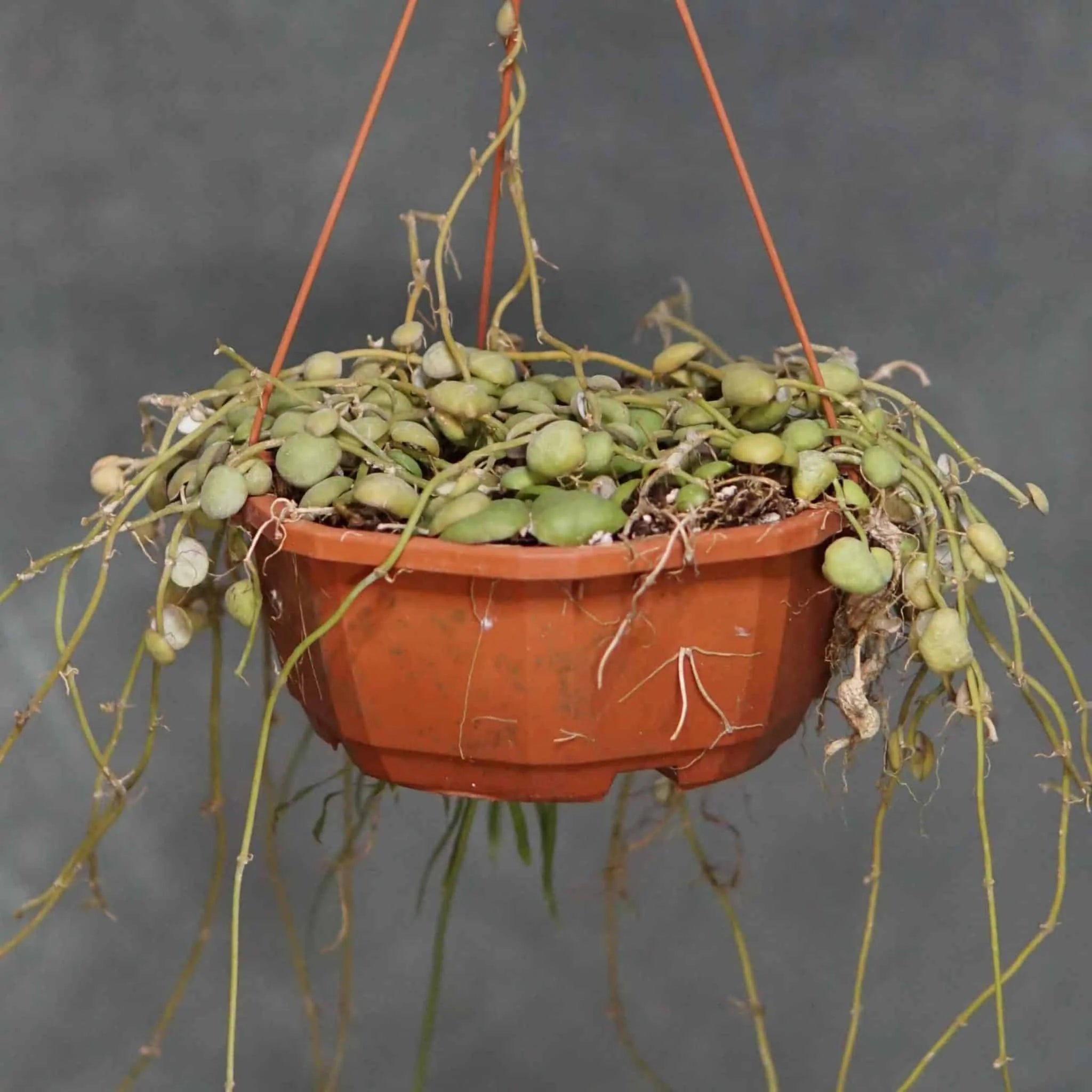 Dischidia albiflora 大森食虫植物農園
