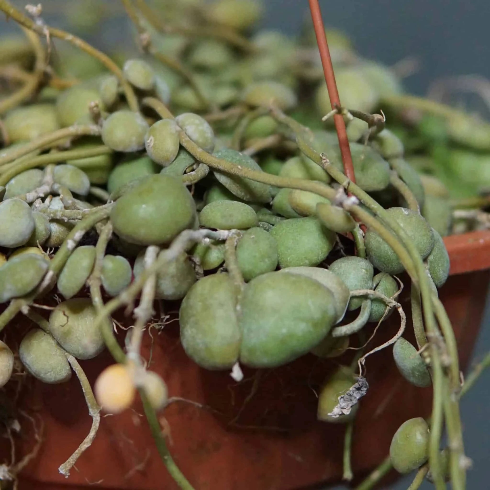 Dischidia albiflora 大森食虫植物農園