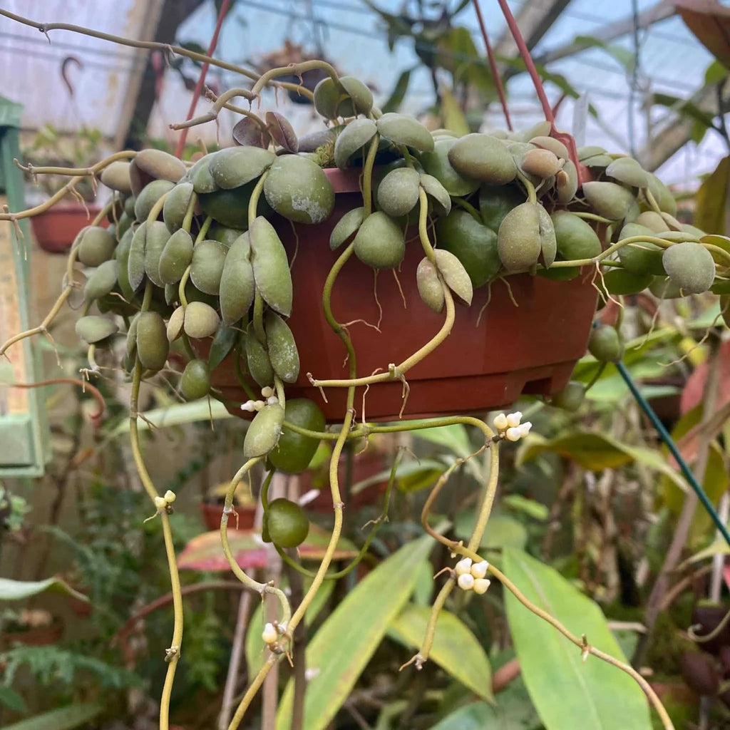 Dischidia albiflora 大森食虫植物農園