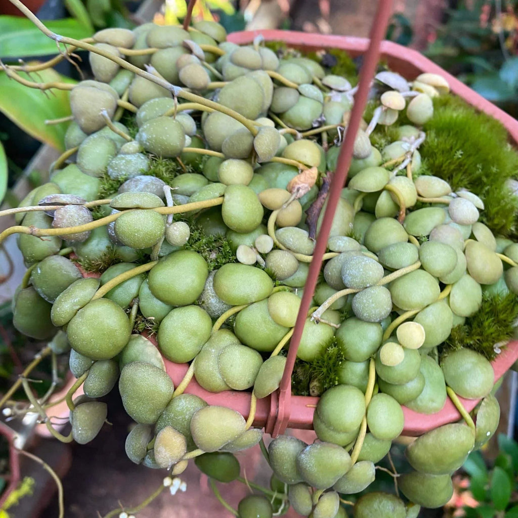 Dischidia albiflora 大森食虫植物農園