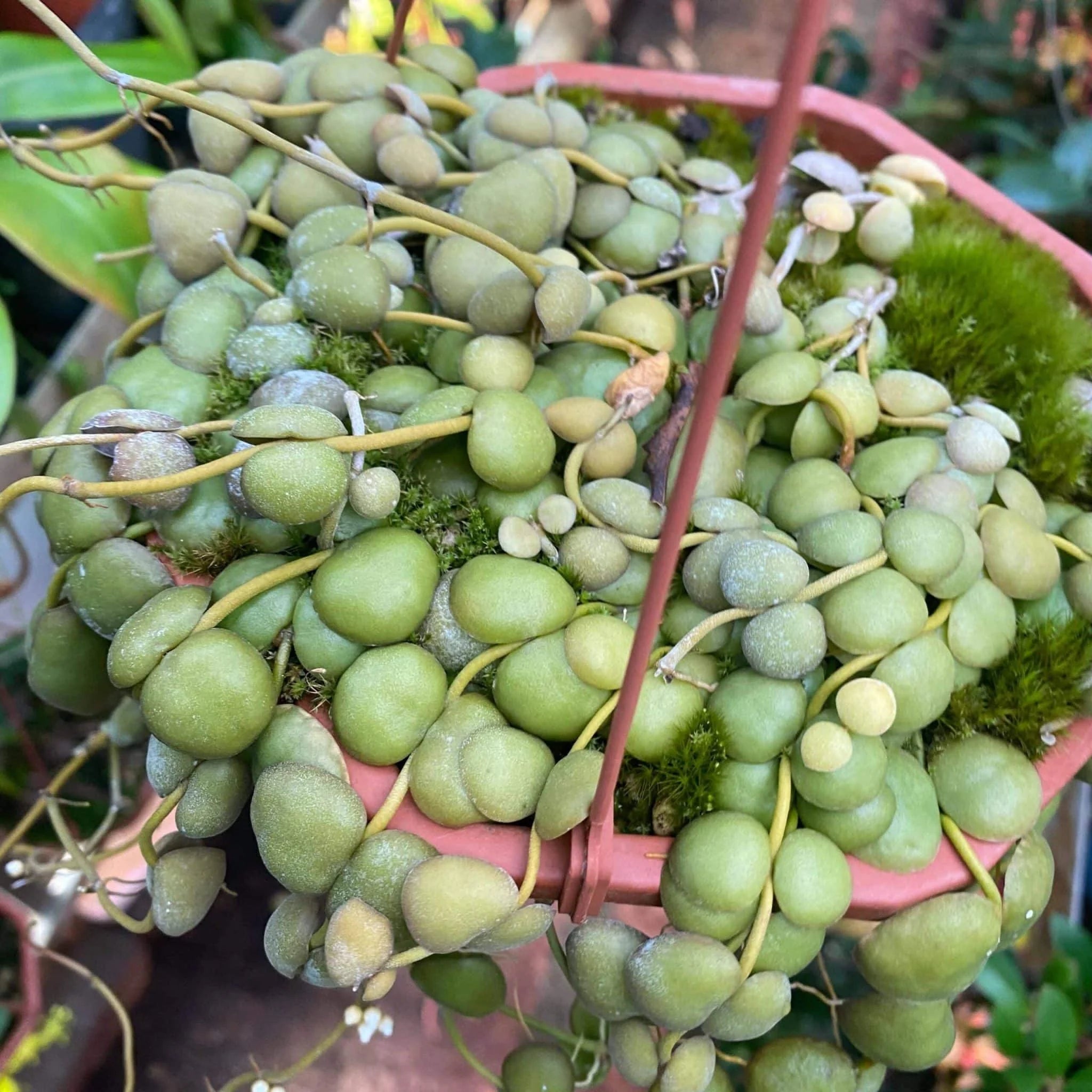 Dischidia albiflora 大森食虫植物農園