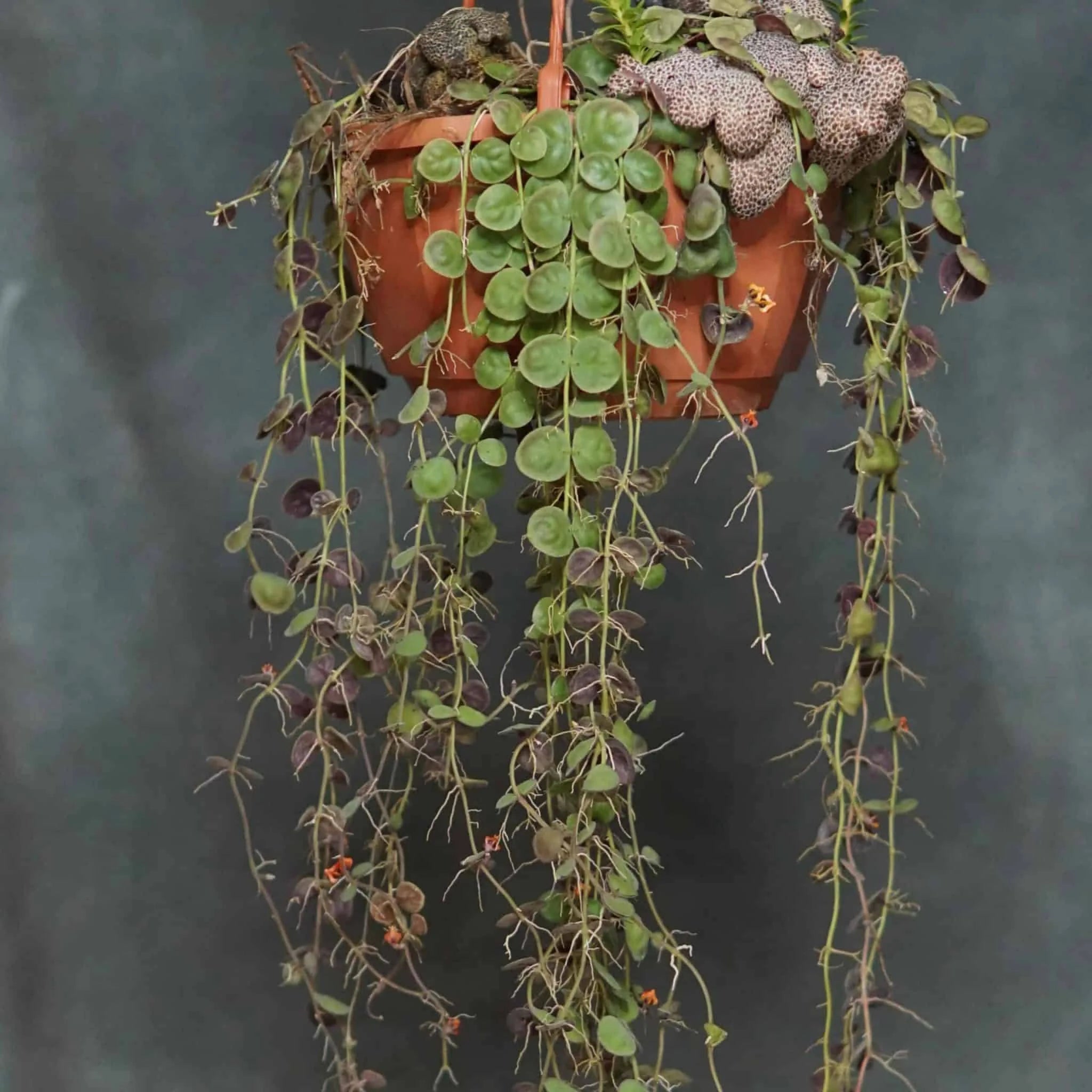 Dischidia astephana 大森食虫植物農園