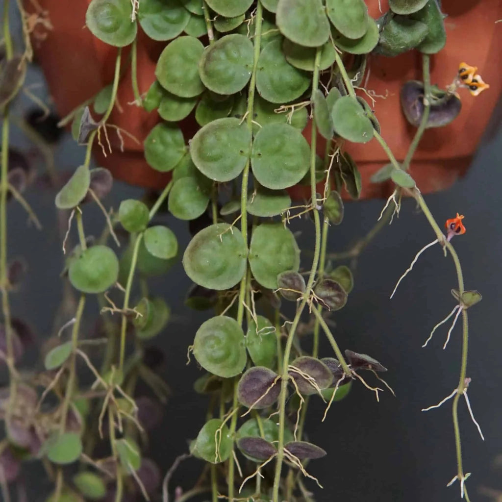 Dischidia astephana 大森食虫植物農園