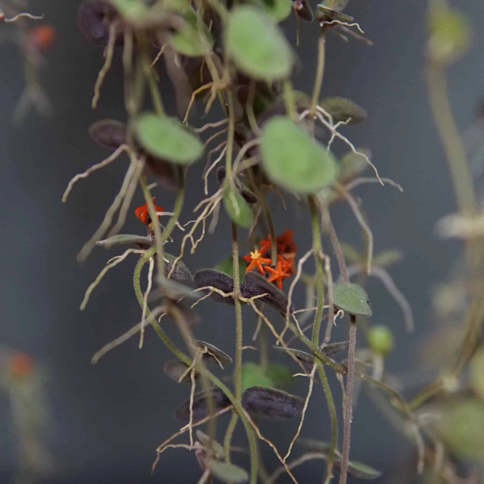 Dischidia astephana 大森食虫植物農園