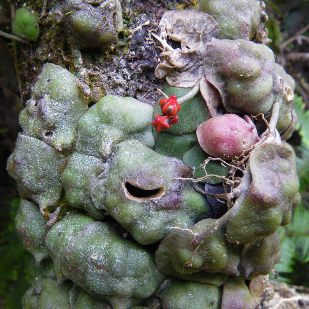 Dischidia astephana 大森食虫植物農園