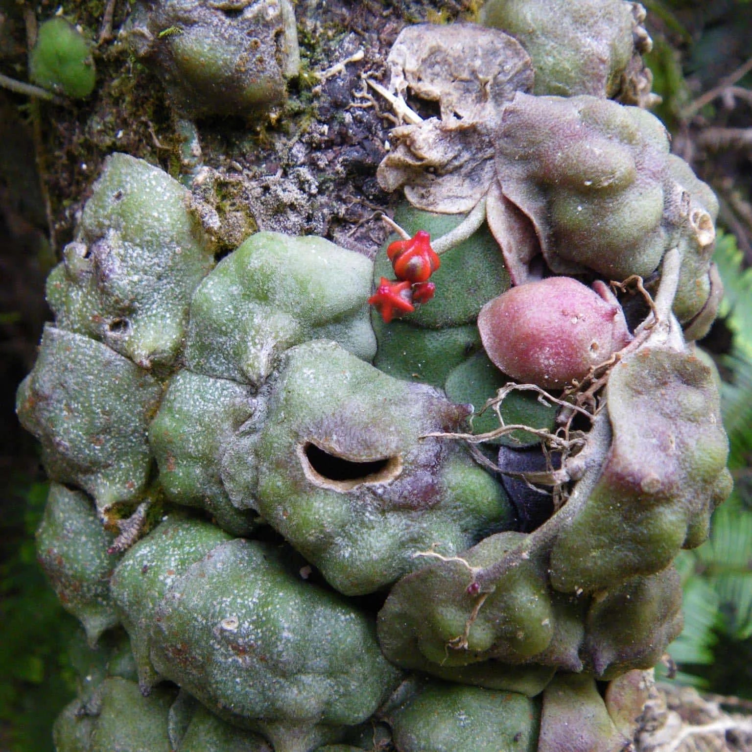 Dischidia astephana 大森食虫植物農園