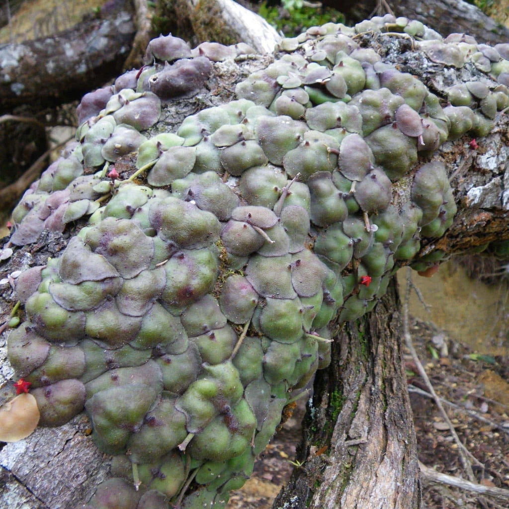 Dischidia astephana 大森食虫植物農園
