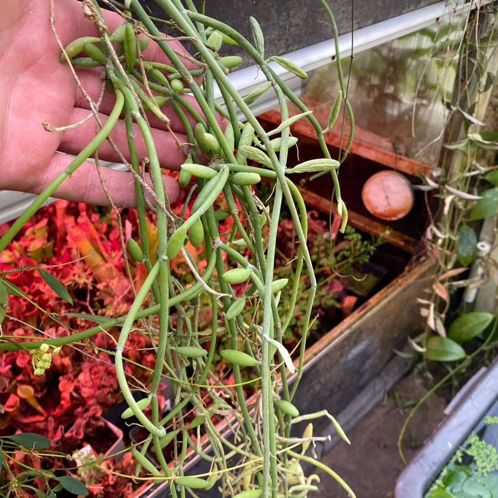 Dischidia bengalensis, green/white form 大森食虫植物農園