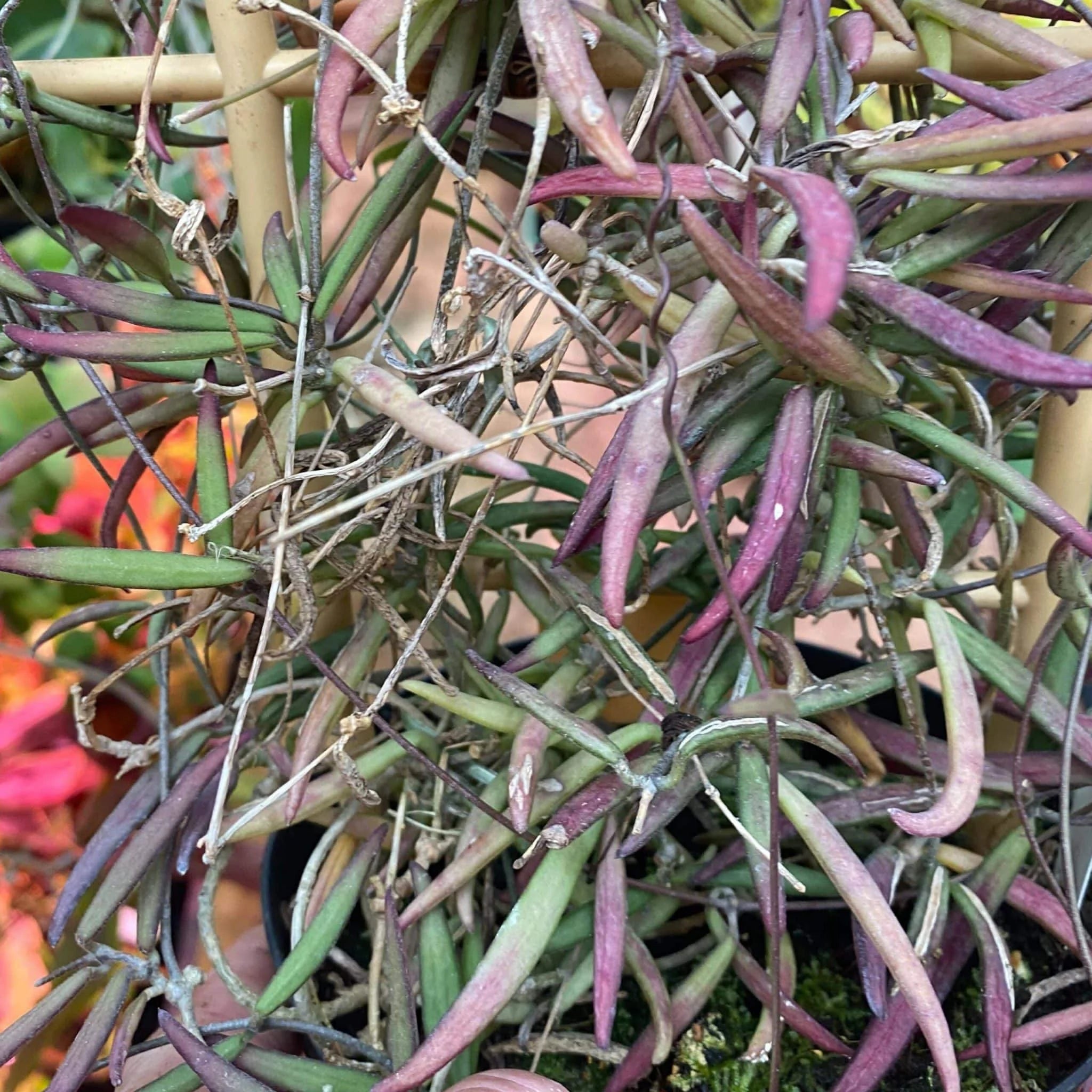 Dischidia bengalensis, small red form 大森食虫植物農園
