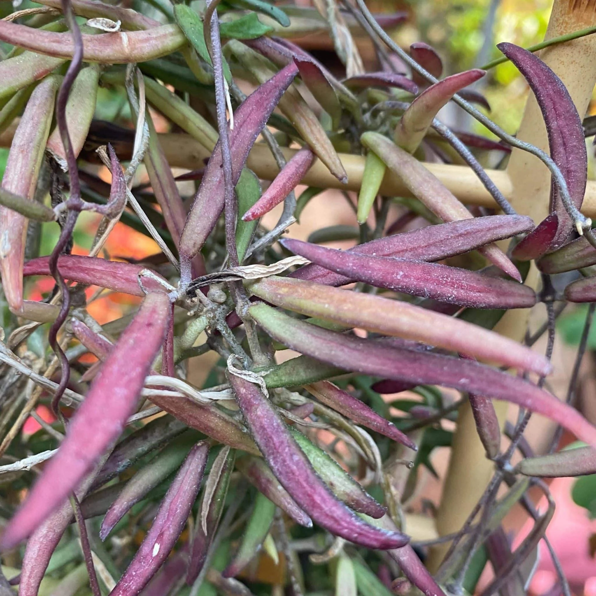Dischidia bengalensis, small red form 大森食虫植物農園