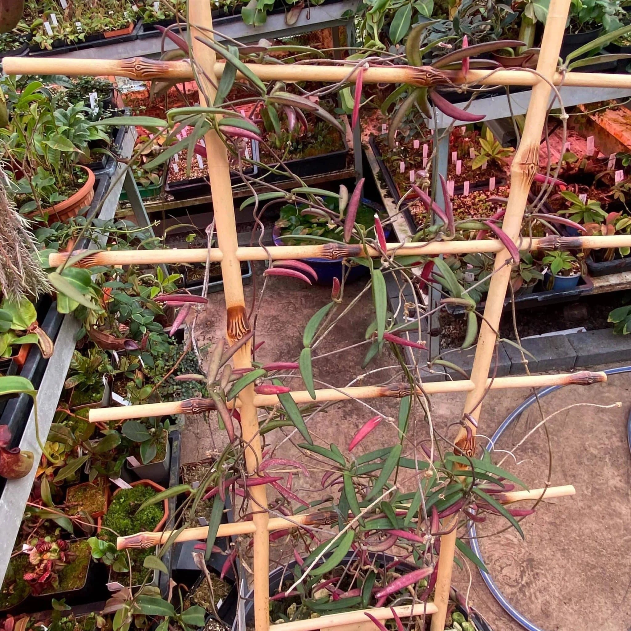 Dischidia bengalensis, small red form 大森食虫植物農園